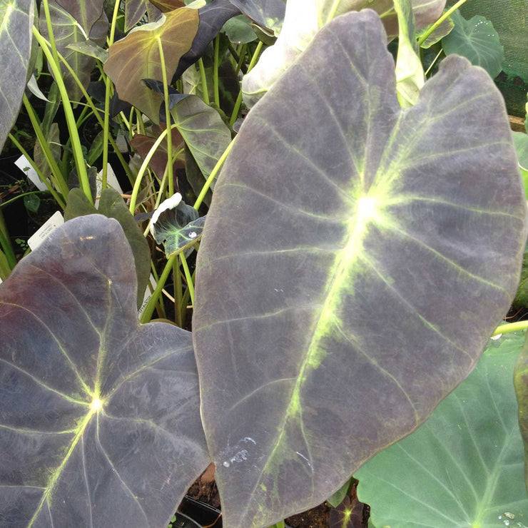 Colocasia 'Aloha'