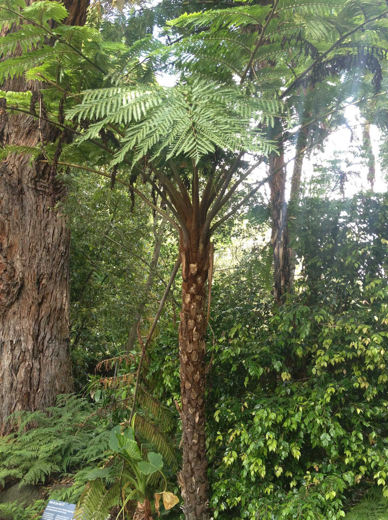 Tree Ferns