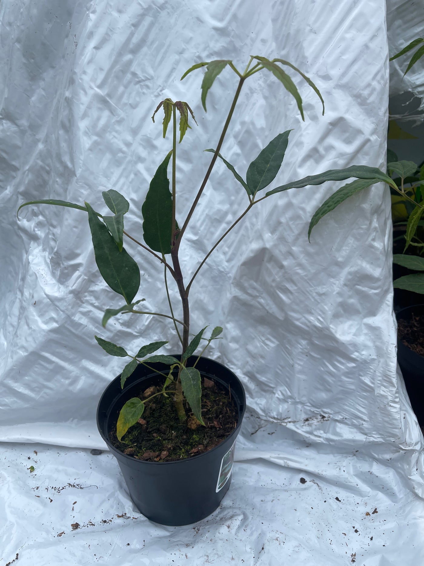 Schefflera alpina