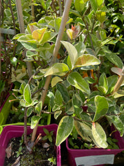 Trachelospermum jasminoides varigata