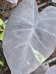 Colocasia 'Phantom'