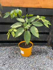 Brassaiopsis mitis