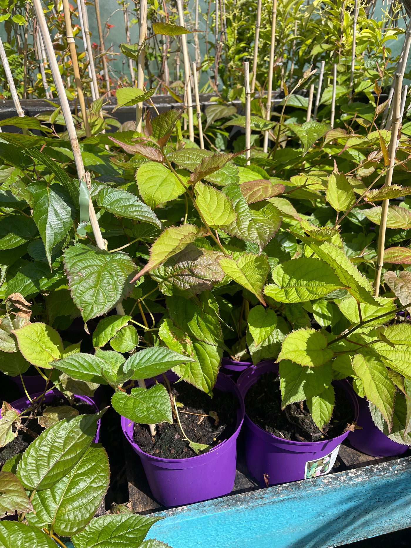 Actinidia kolomikta