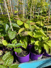 Actinidia kolomikta