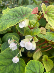 Begonia grandis subsp. sinensis 'Snowpop'