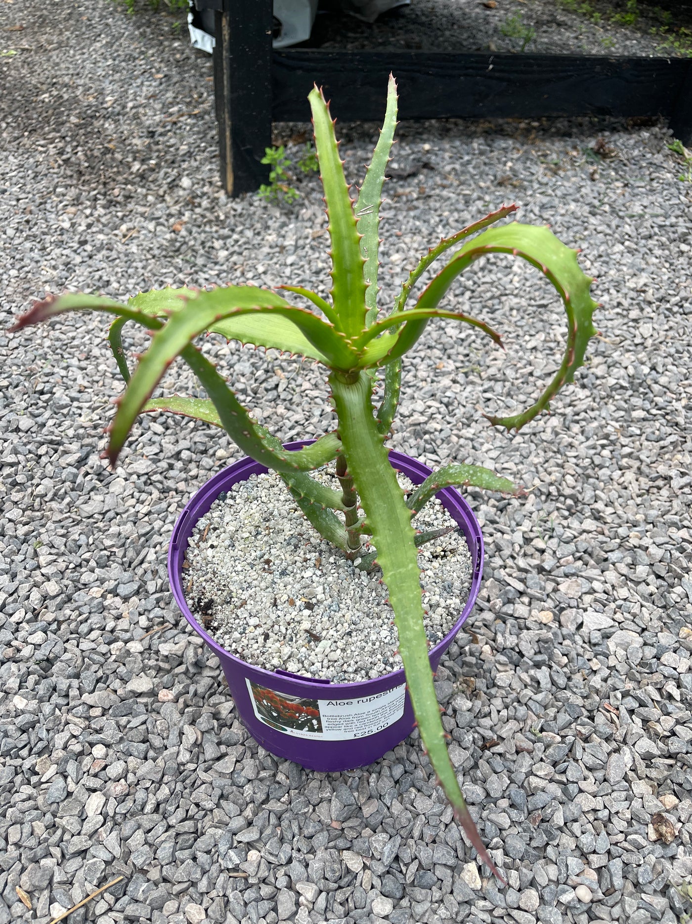 Aloe rupestris