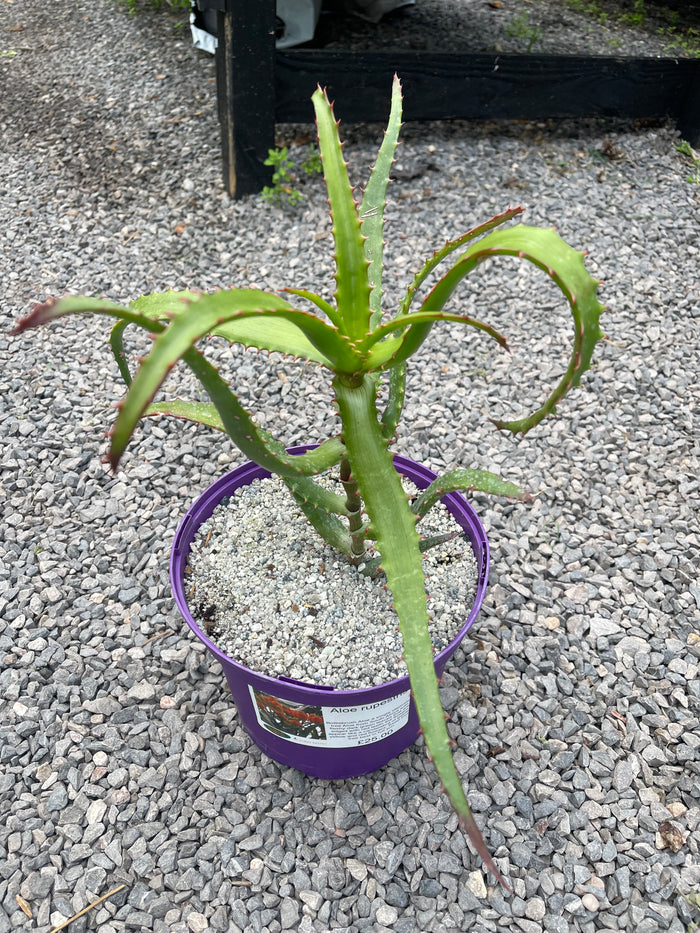 Aloe rupestris