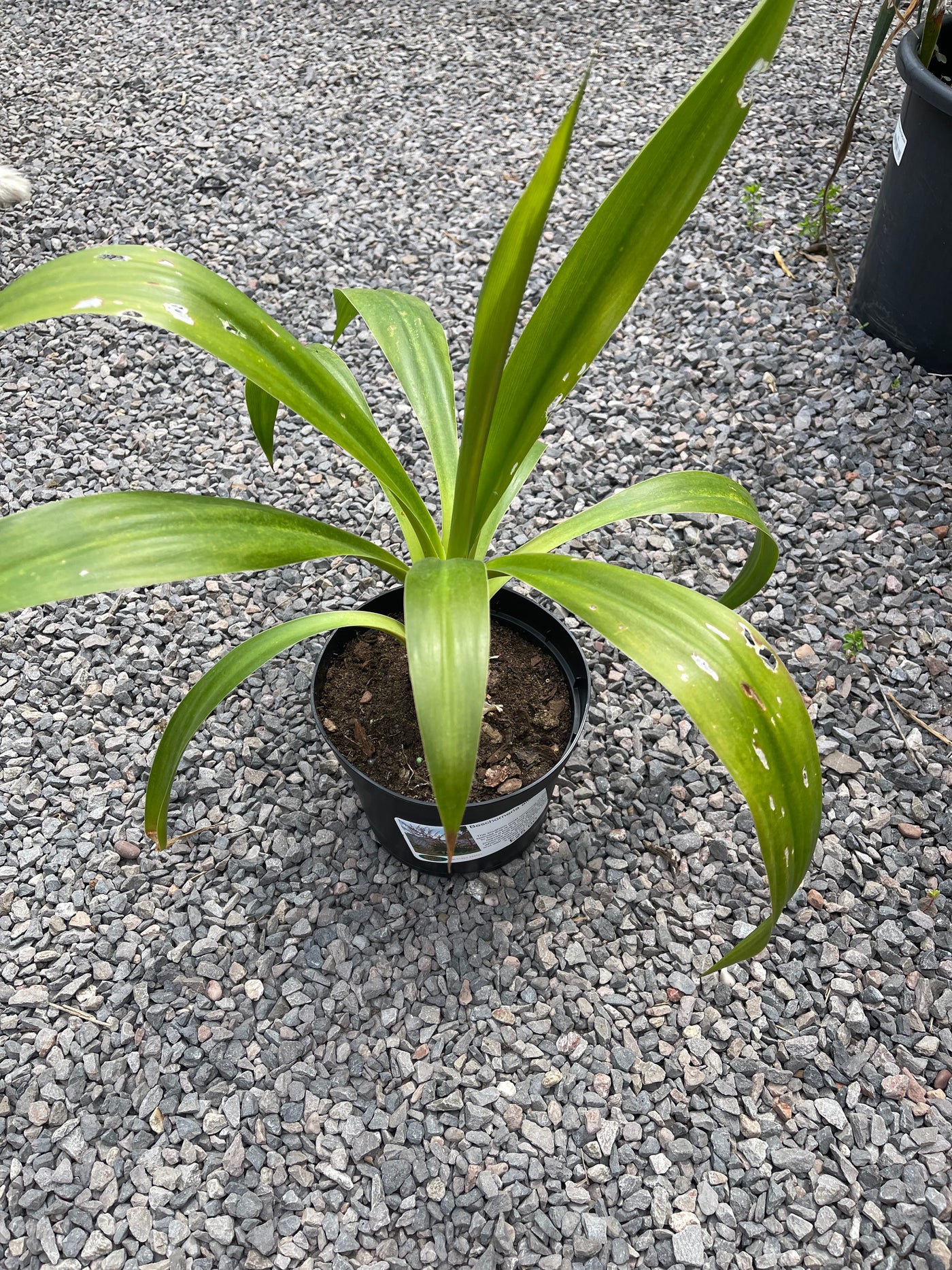 Beschorneria albiflora