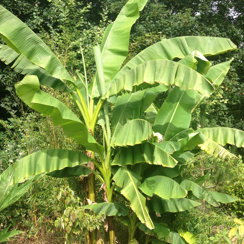 Bananas