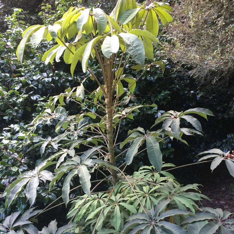 Schefflera