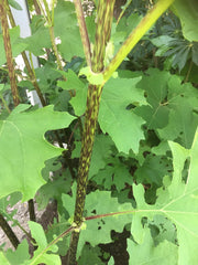 Smallanthus maculatus