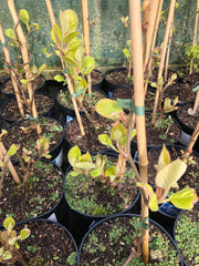 Actinidia deliciosa Jenny