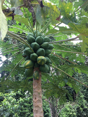 Vasconcellea pubescens