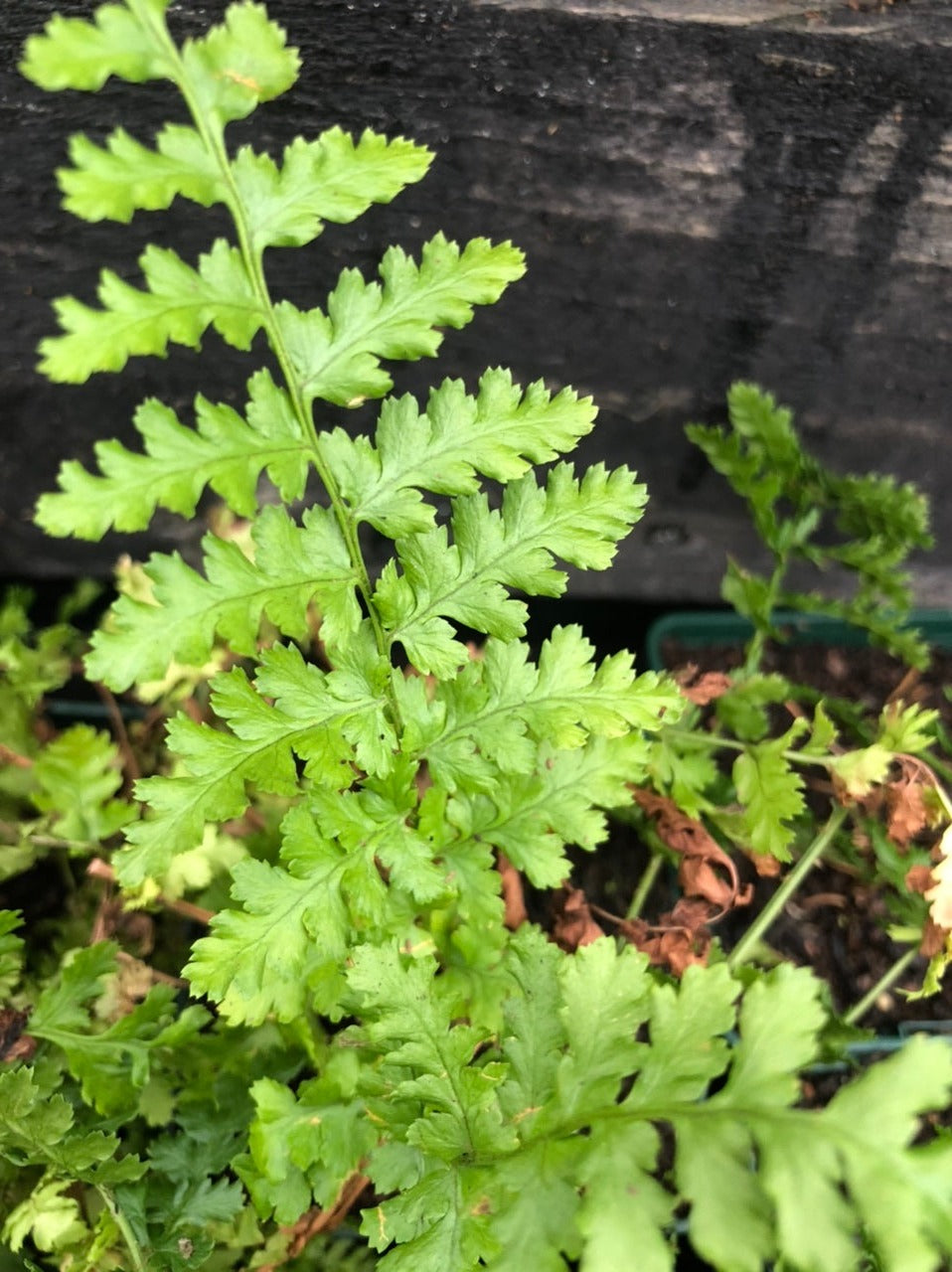 Dryopteris filix-mas 'Barnesii'