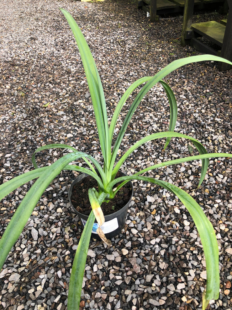 Beshorneria yuccoides ssp. yuccoides
