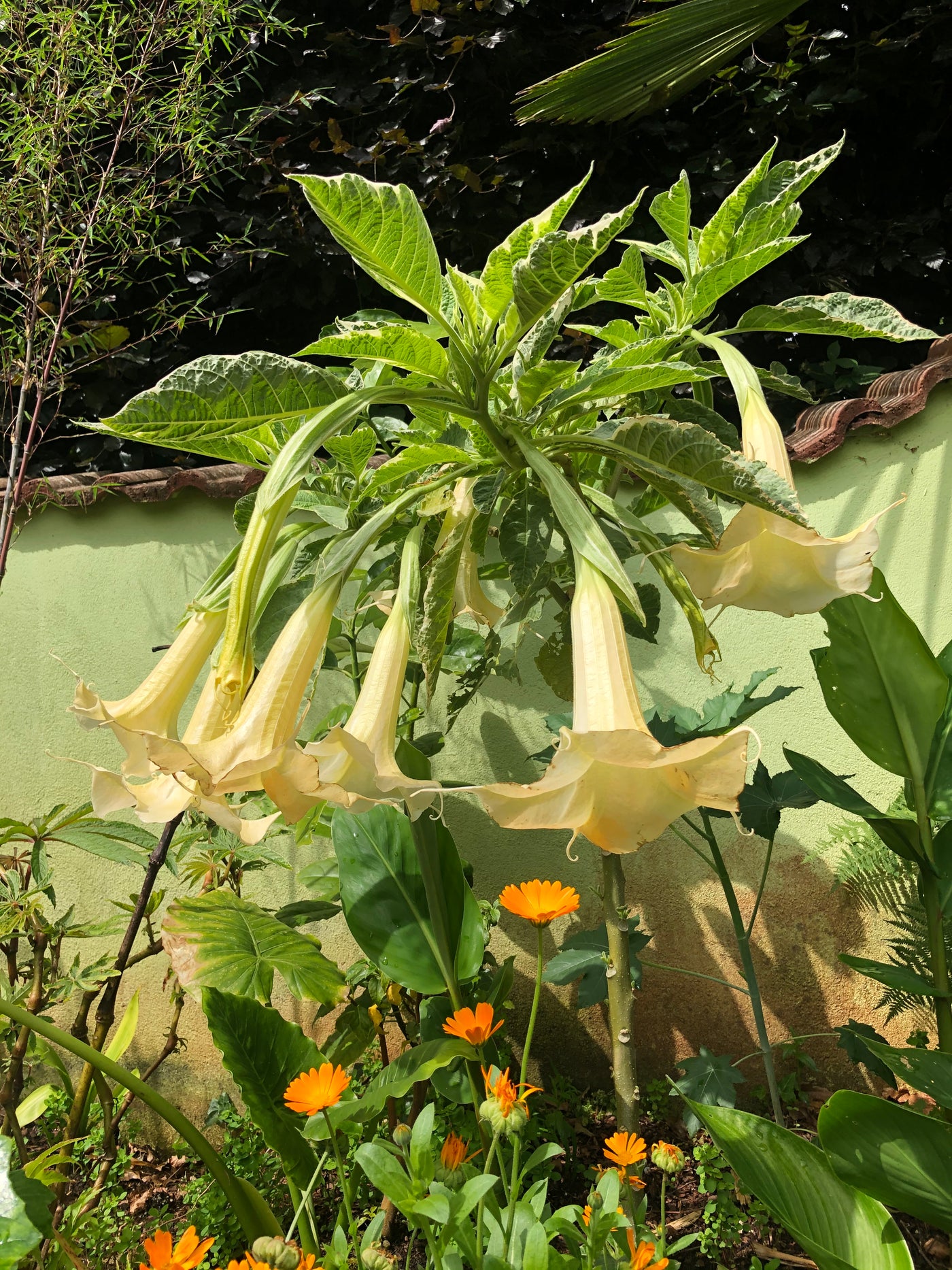 Brugmansia Yellow