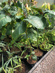 Solanum betaceum