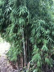 Borinda yunnan 2