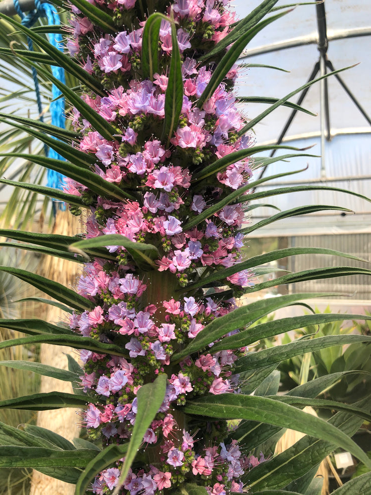 Echium pininana 'Pink Fountain'