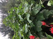 Paulownia kawakamii