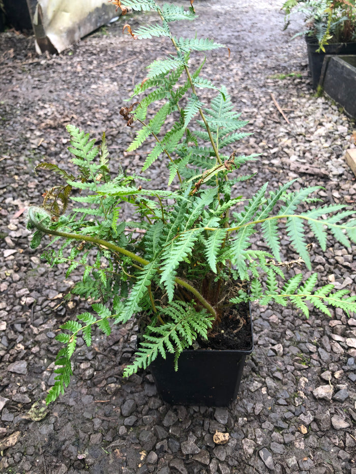 Dicksonia antartica 2ltr