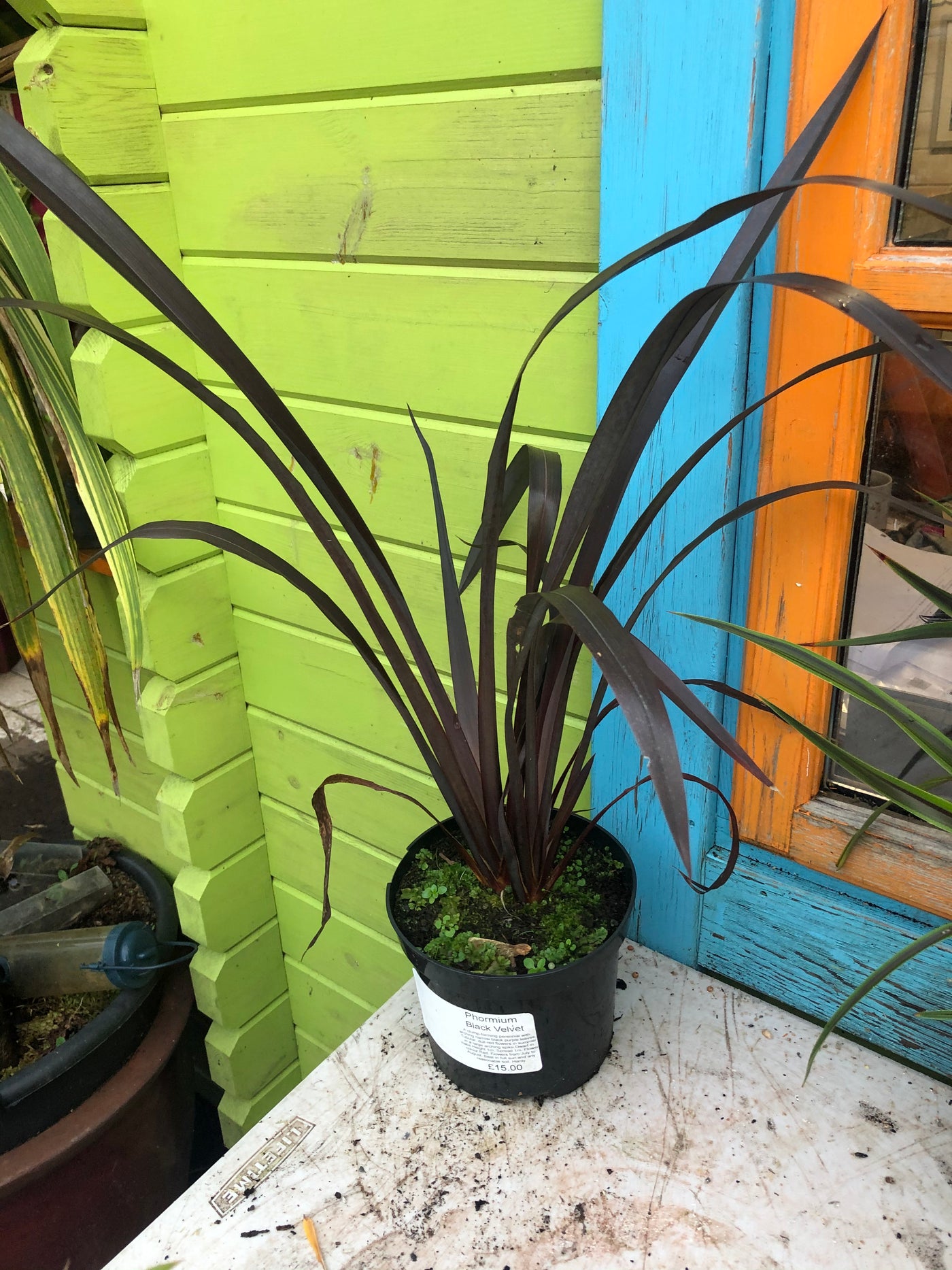 Phormium 'Black Velvet'