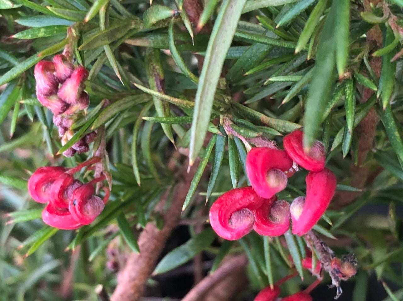 Grevillea Olympic Fire
