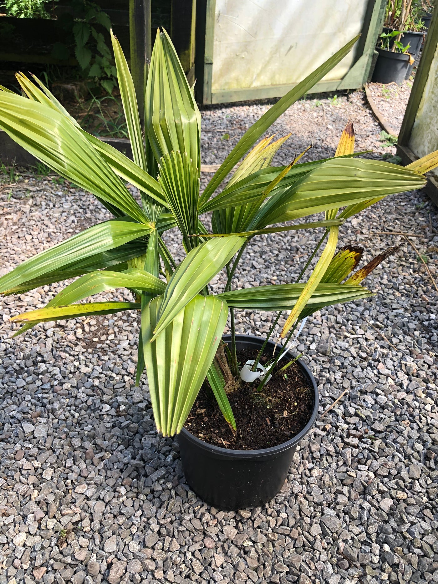 Trachycarpus Fortunei 3ltr