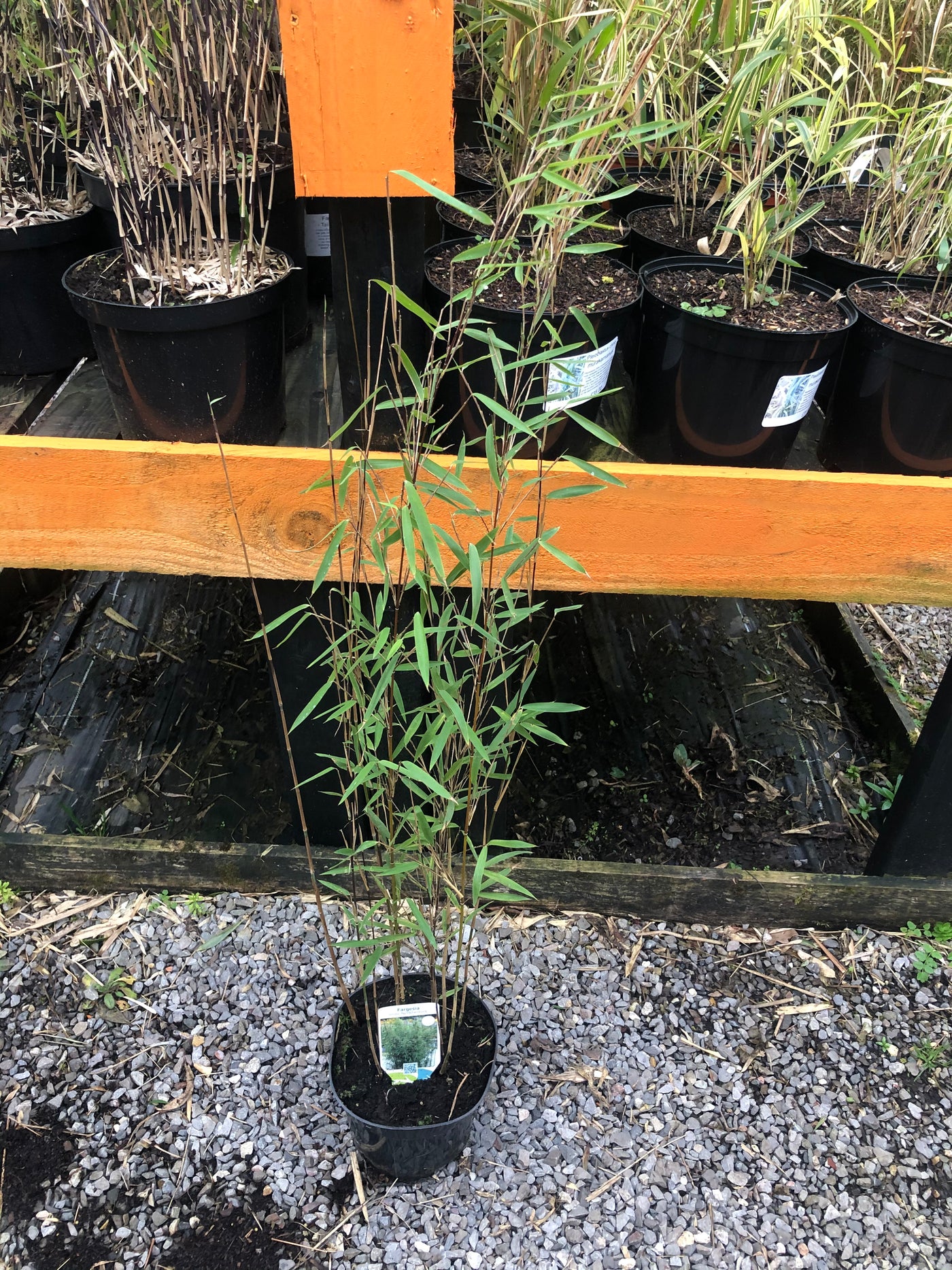 Fargesia nitida ‘Volcano’