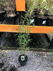 Fargesia nitida ‘Volcano’