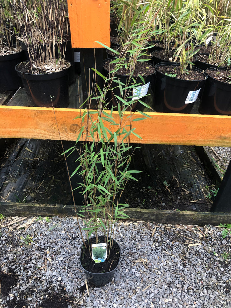 Fargesia nitida ‘Volcano’