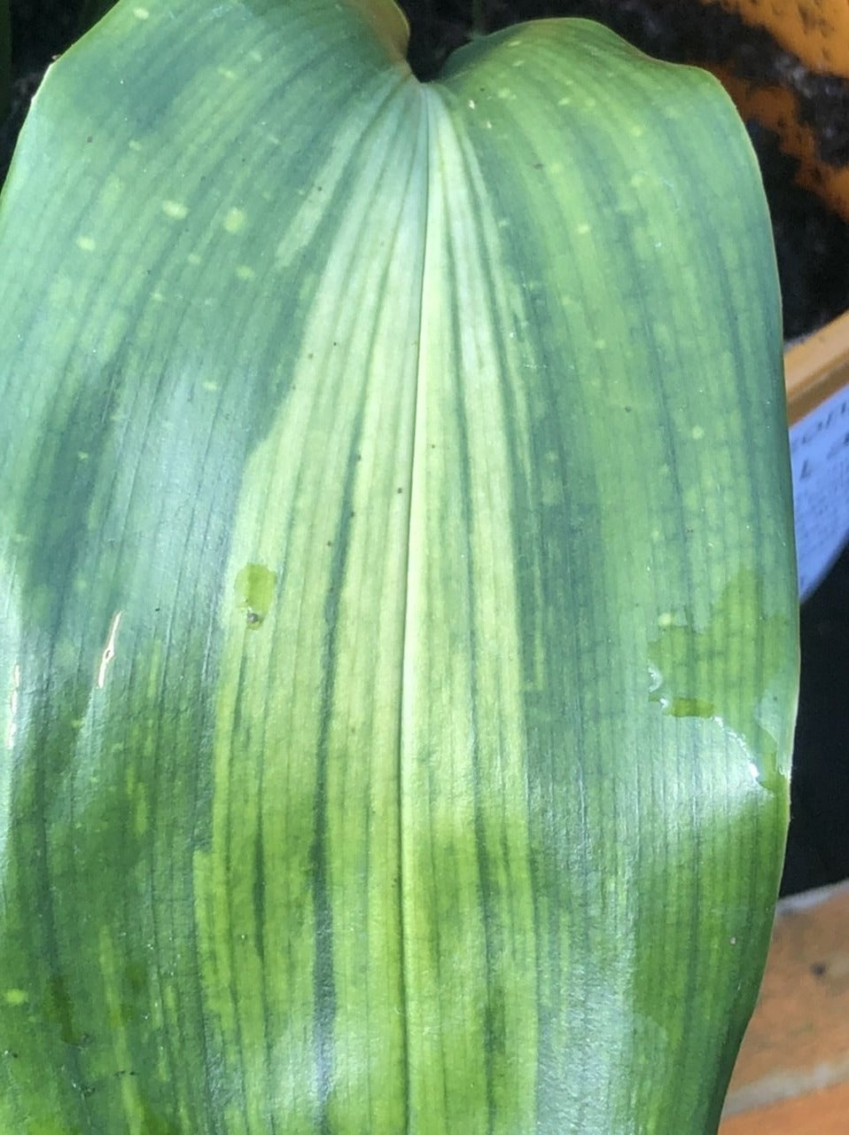 Aspidistra zongbayi 'Uan Fat Lady'
