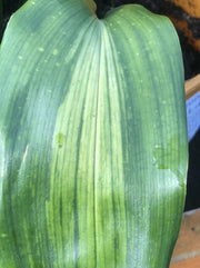 Aspidistra zongbayi 'Uan Fat Lady'