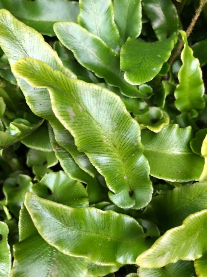 Asplenium scolopendrium undulatum group