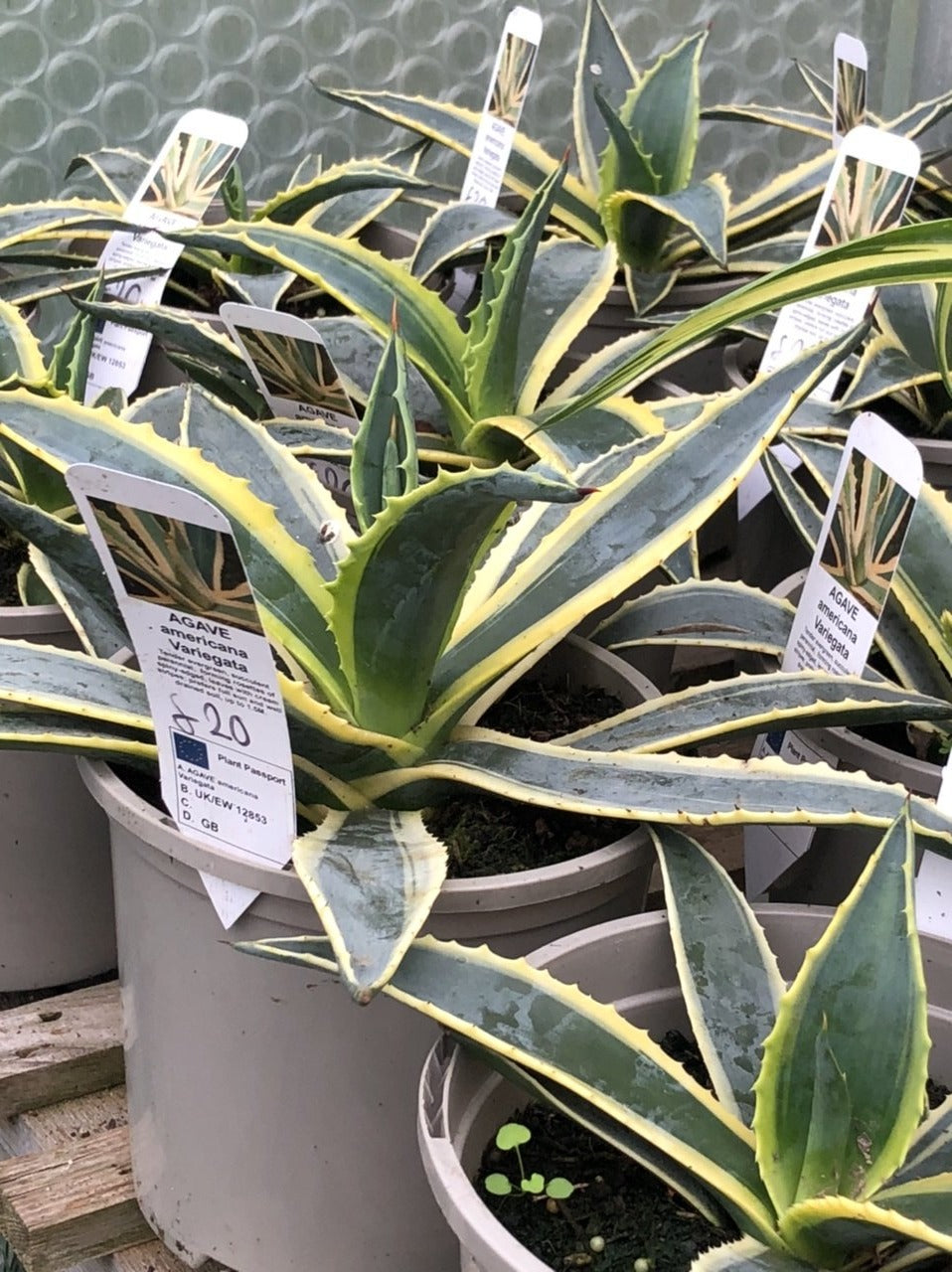 Agave americana Variegata