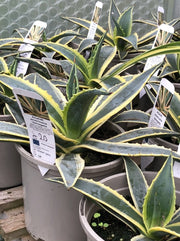 Agave americana Variegata