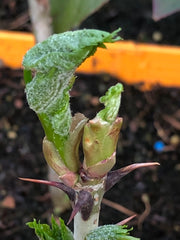 Kalopanax septemlobus syn pictus
