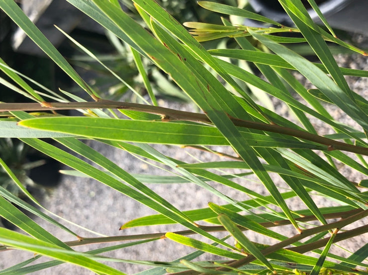 Acacia retinodes