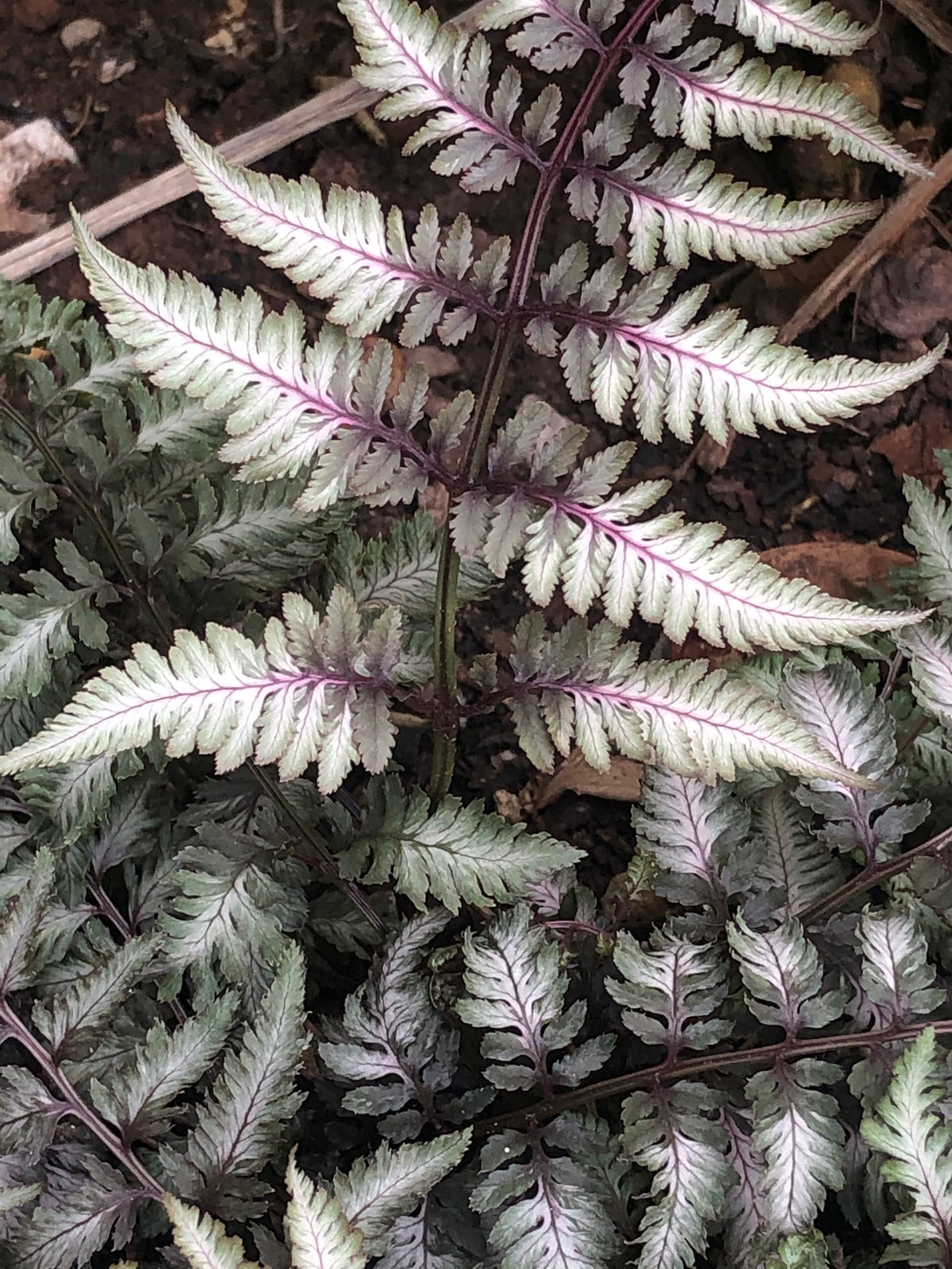Athyrium niponicum 'Red Beauty'