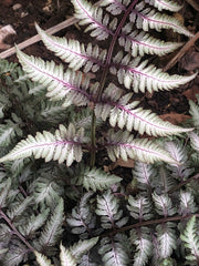 Athyrium niponicum 'Red Beauty'