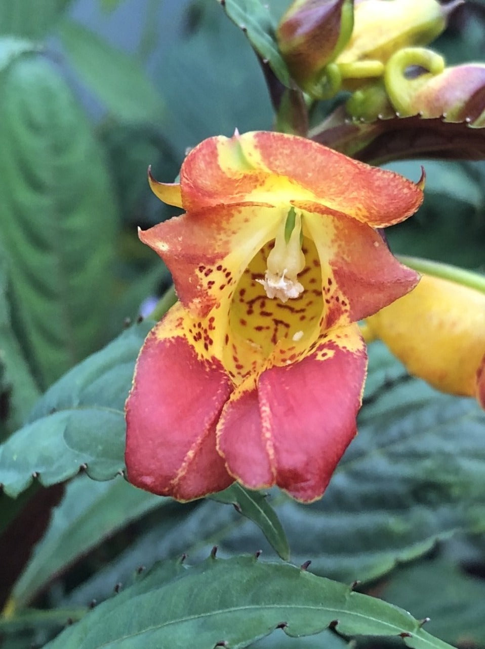 Impatiens balansae