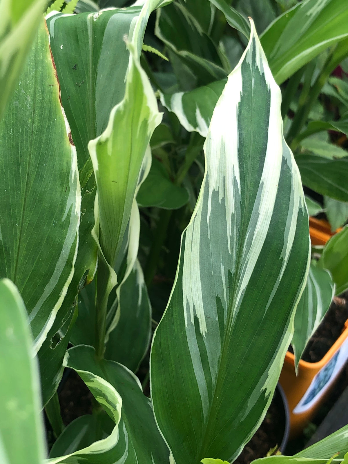 Zingiber mioga 'White Feather'