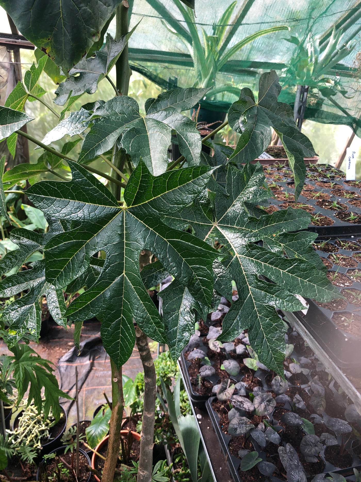 Vasconcellea pubescens