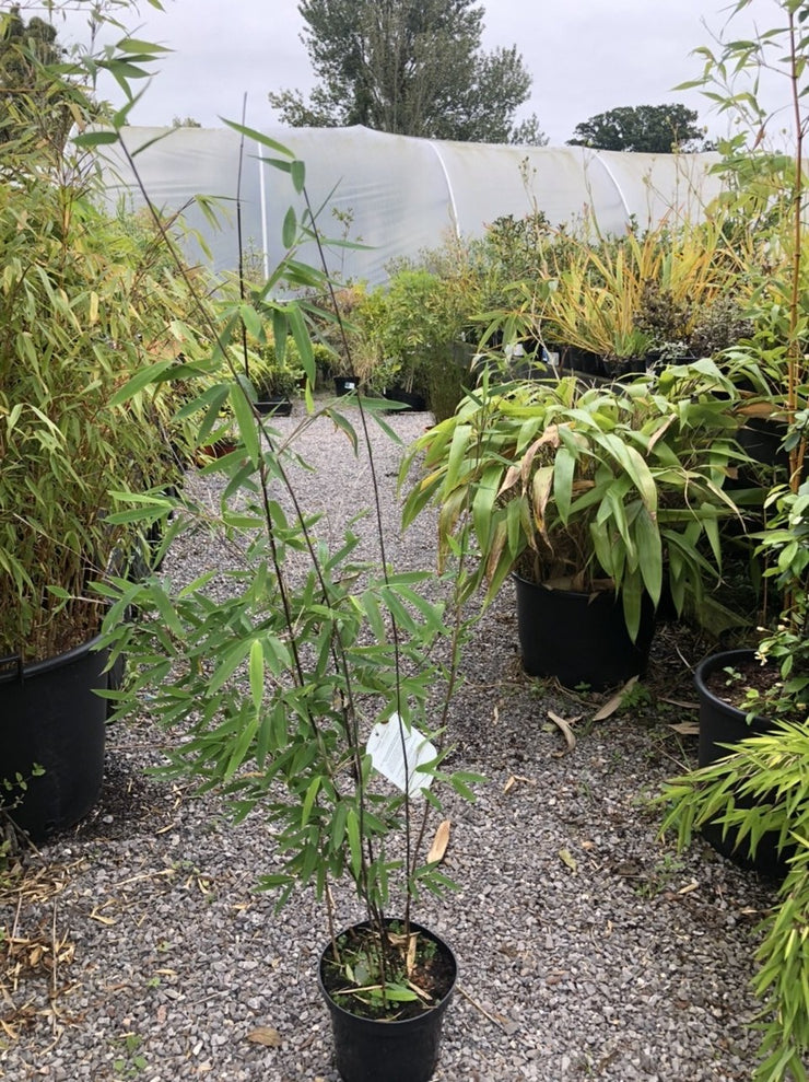 Fargesia nitida x murieliae 'Obelisk'