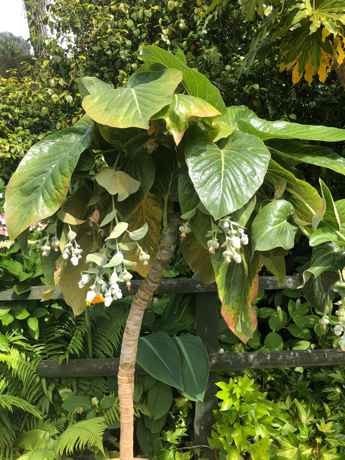 Dendroseris litoralis