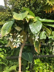 Dendroseris litoralis