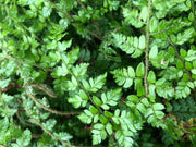 Polystichum makinoi
