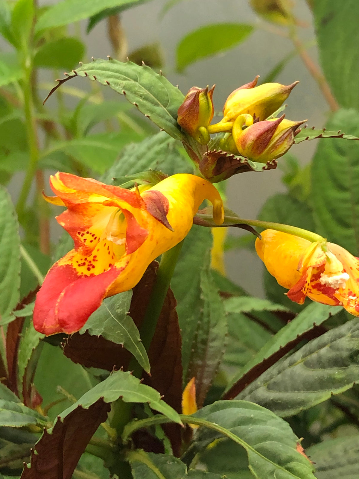 Impatiens balansae