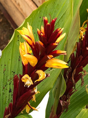 Cautleya spicata 'Aruns Flame'