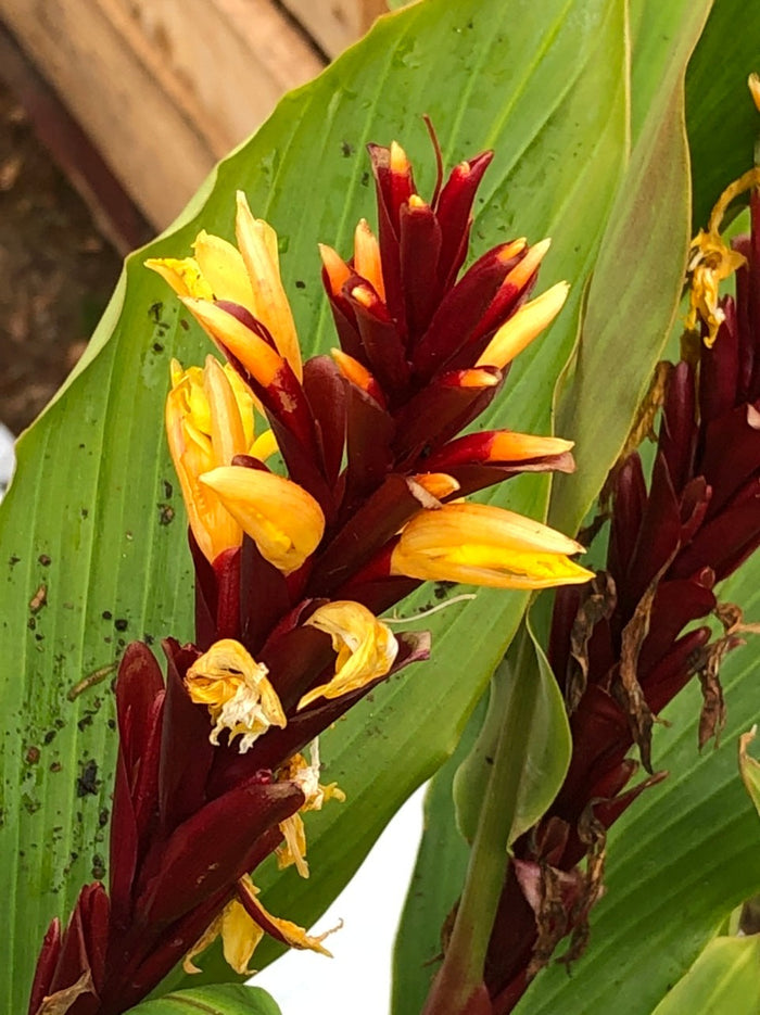 Cautleya spicata 'Aruns Flame'